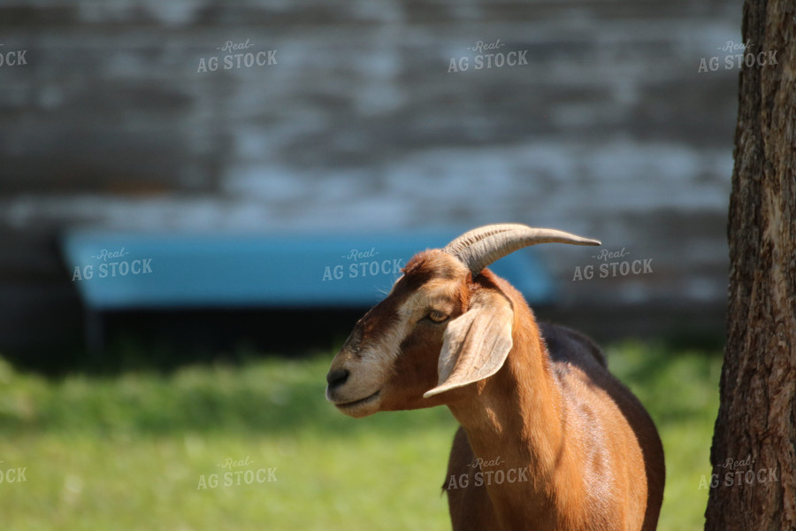 Goat in Farmyard 82018