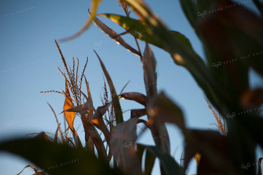 Corn - Dry 1363