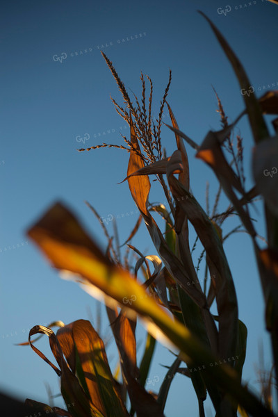 Corn - Dry 1367