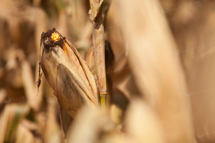 Corn - Dry 1370