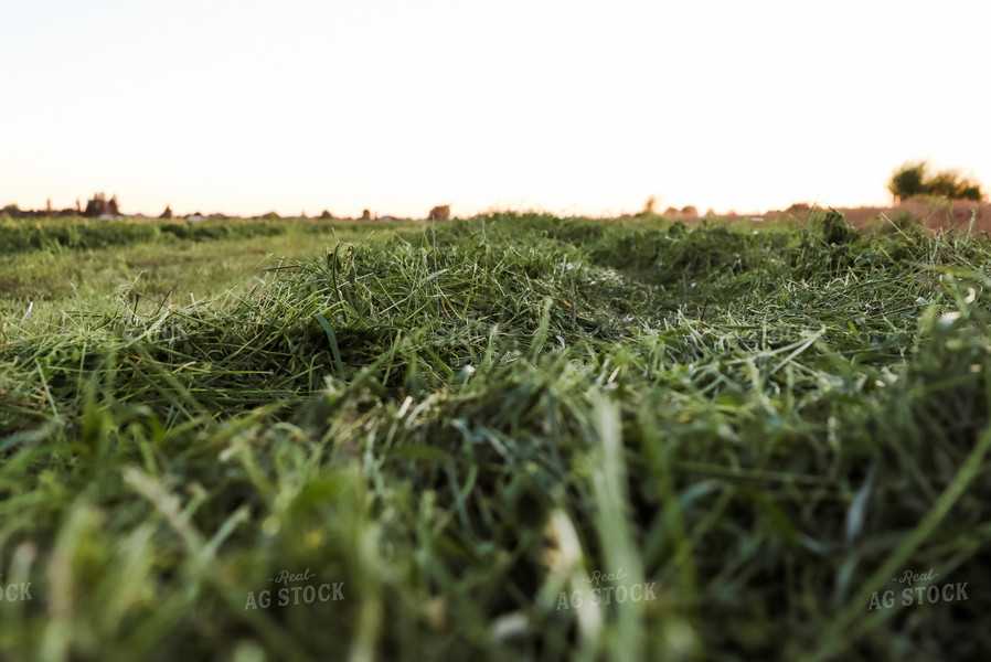 Windrowed Hay 83020