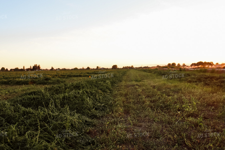 Windrowed Hay 83024