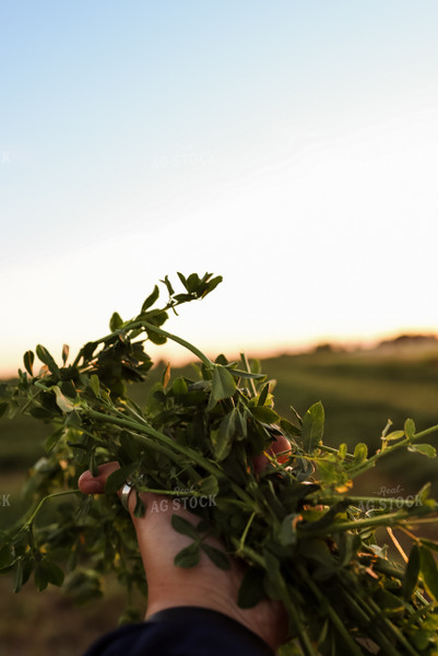 Handful of Alfalfa 83026