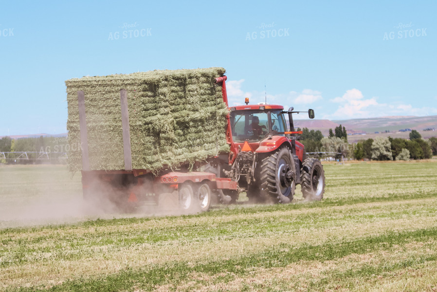 Gathering Square Bales 83037