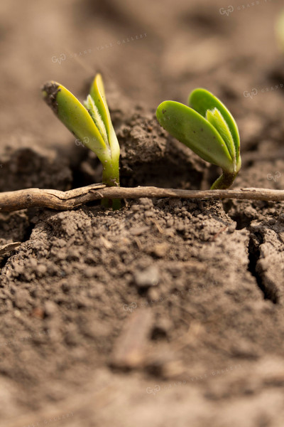 Soybeans - Early Growth 1376