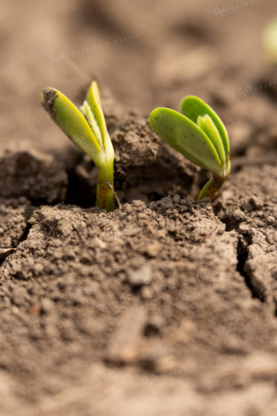 Soybeans - Early Growth 1377