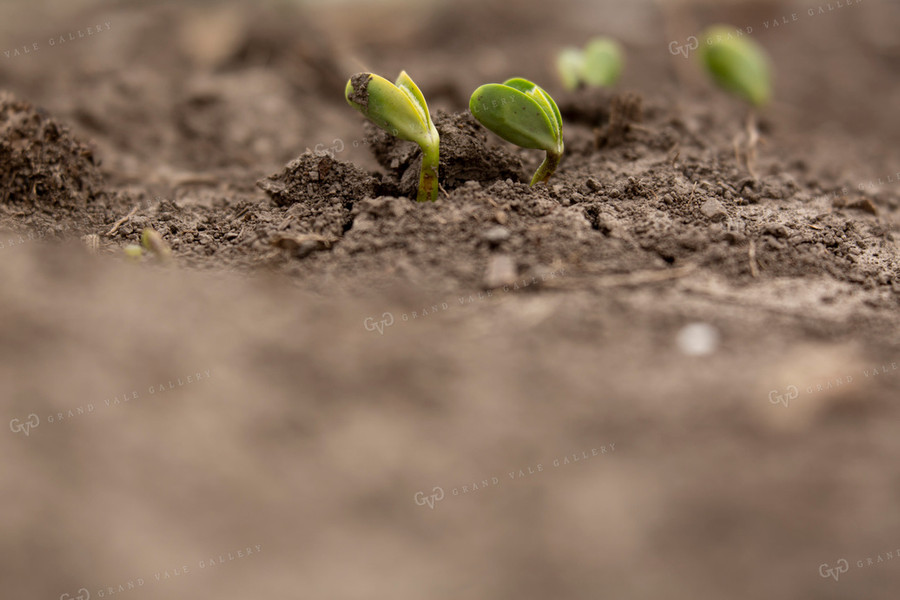 Soybeans - Early Growth 1378