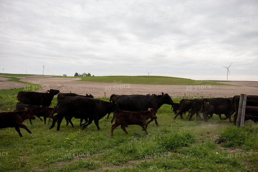 Angus Cattle in Pen 67098