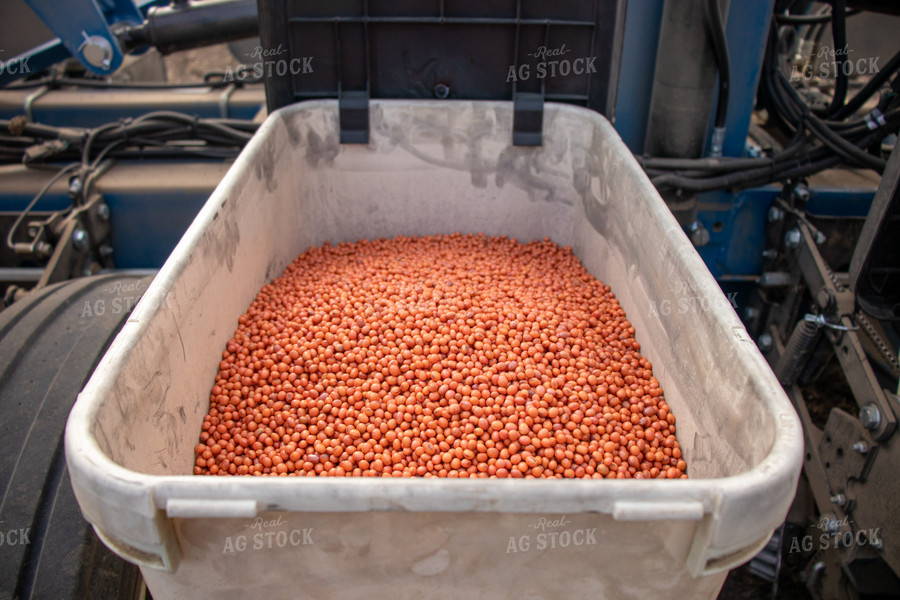 Soybeans in Planter Box 67100