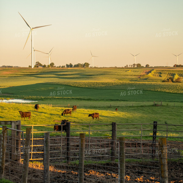 Angus Cattle Grazing in Pasture with Windmills 67107