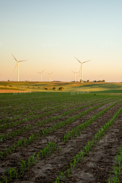 Corn Field with Windmills 67111