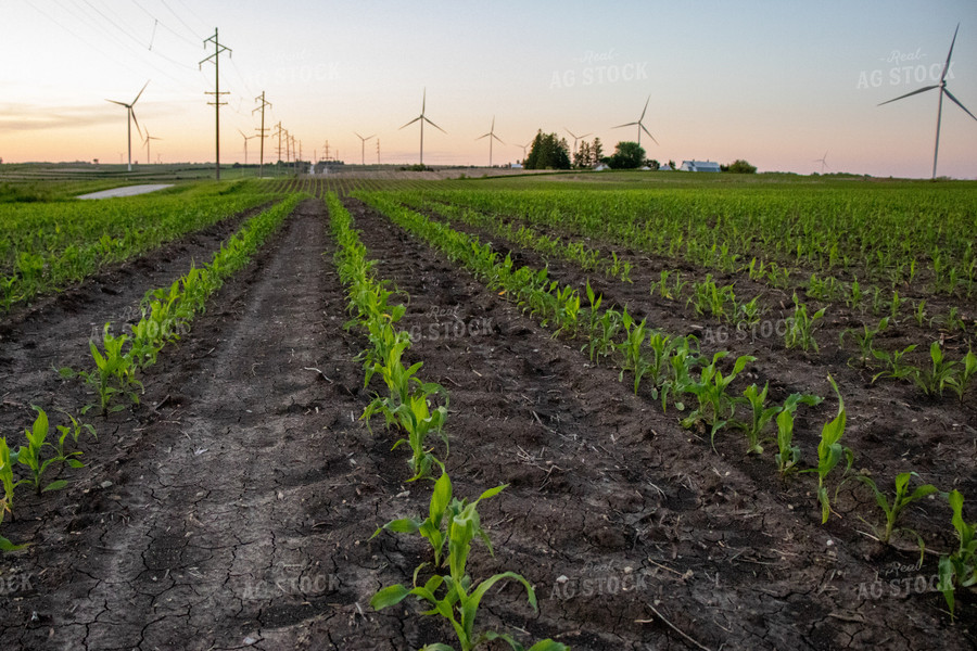Corn Field with Windmills 67119