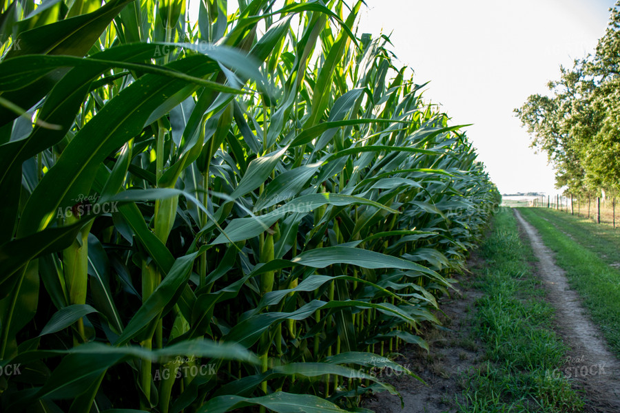 Green Corn Stalks with Ears 67127