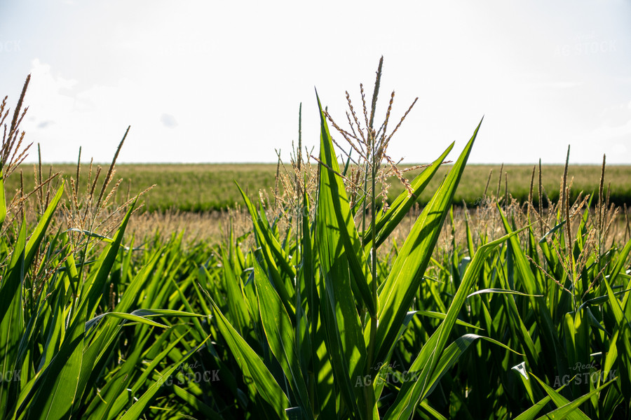 Tasselled Corn Field 67128