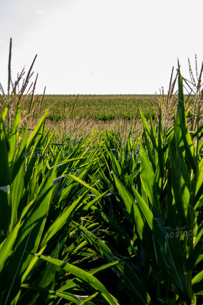 Tasselled Corn Field 67129