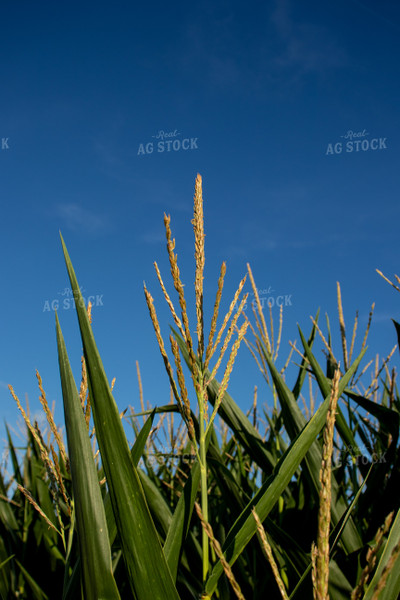 Green Corn Field 67132