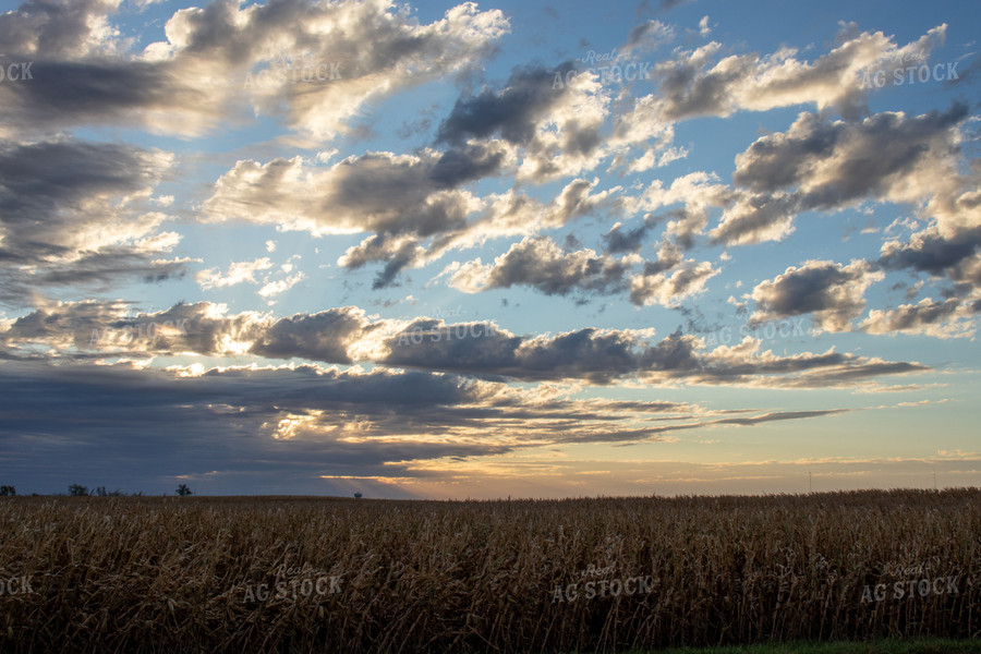 Dried Corn Field 67139