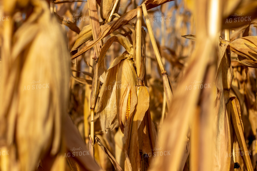 Dried Corn Field 67156