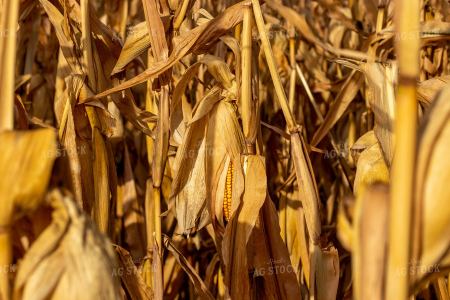 Dried Corn Field 67158