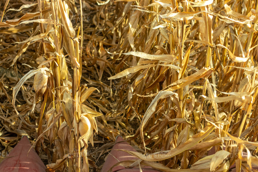Dried Corn Field 67160