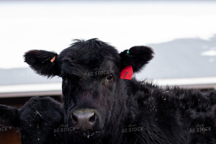 Angus Cattle in Pen 67182