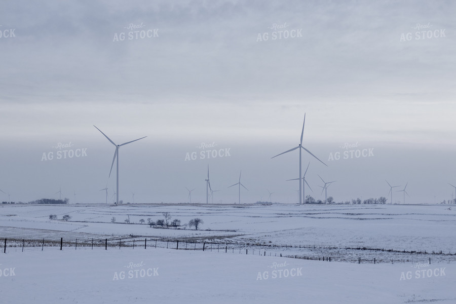 Snowy Pasture 67184