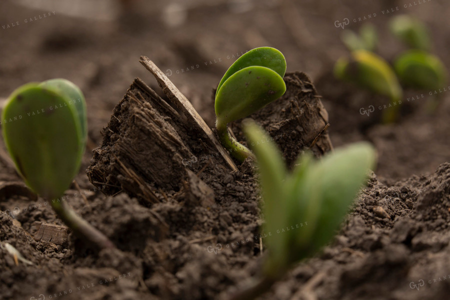 Soybeans - Early Growth 1388