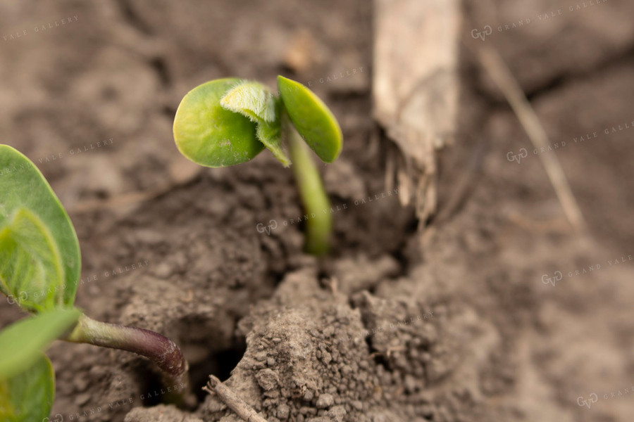 Soybeans - Early Growth 1392