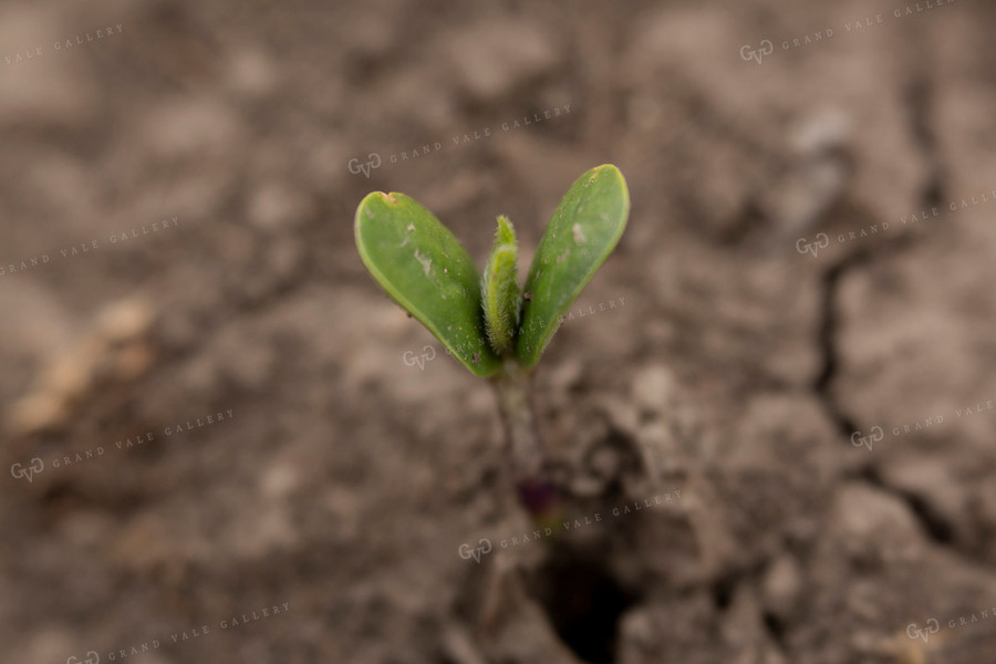 Soybeans - Early Growth 1395