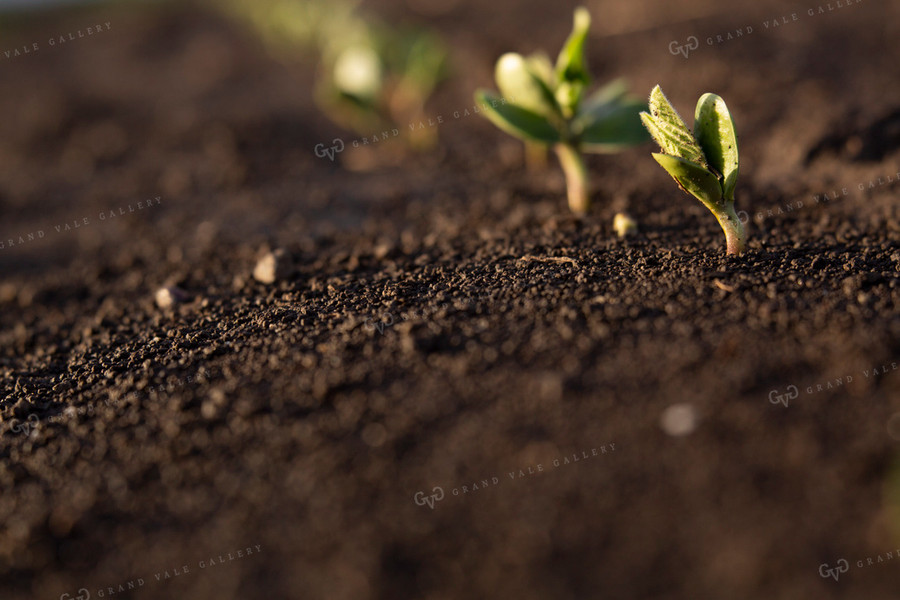 Soybeans - Early Growth 1400