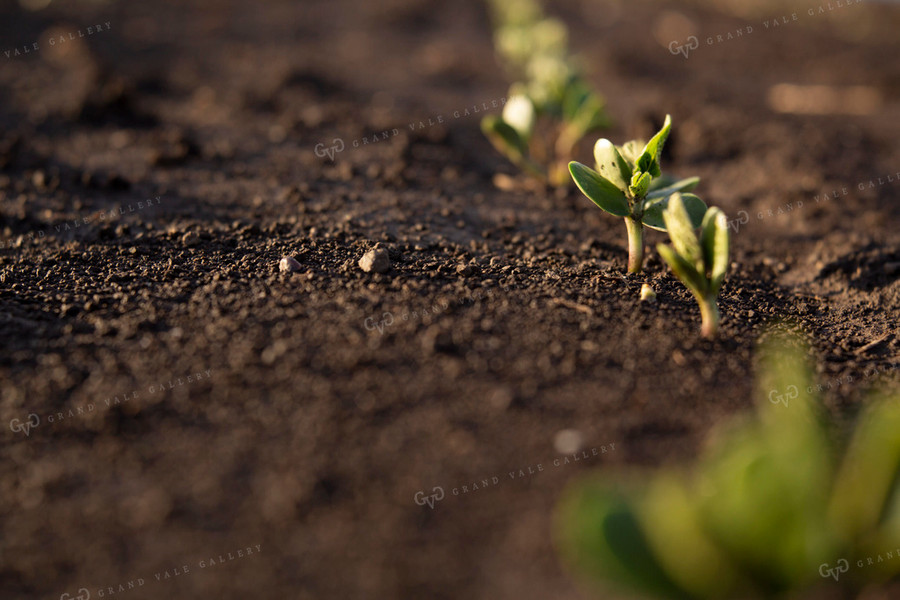 Soybeans - Early Growth 1401