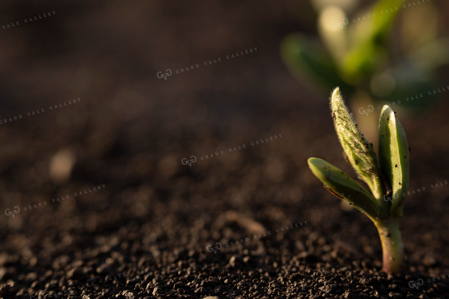 Soybeans - Early Growth 1404