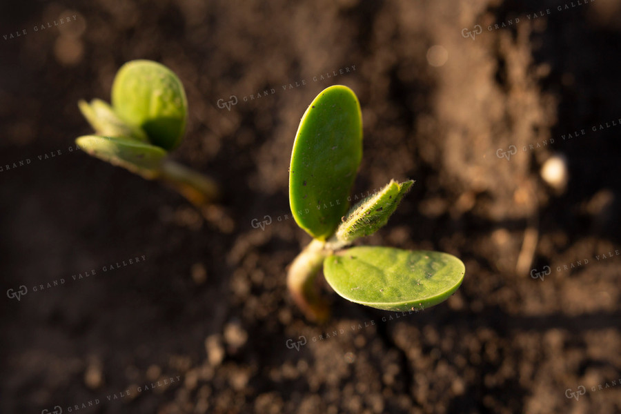 Soybeans - Early Growth 1405