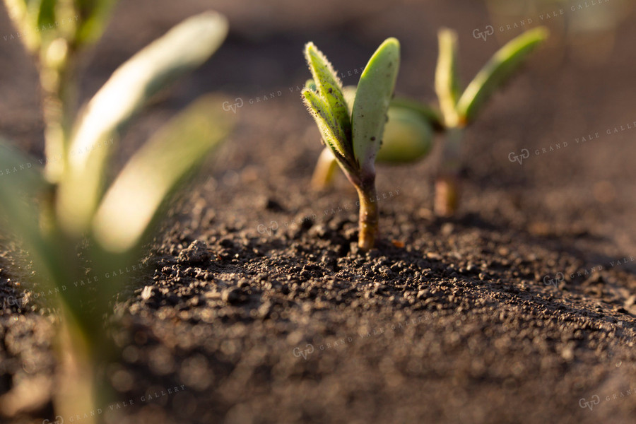 Soybeans - Early Growth 1407