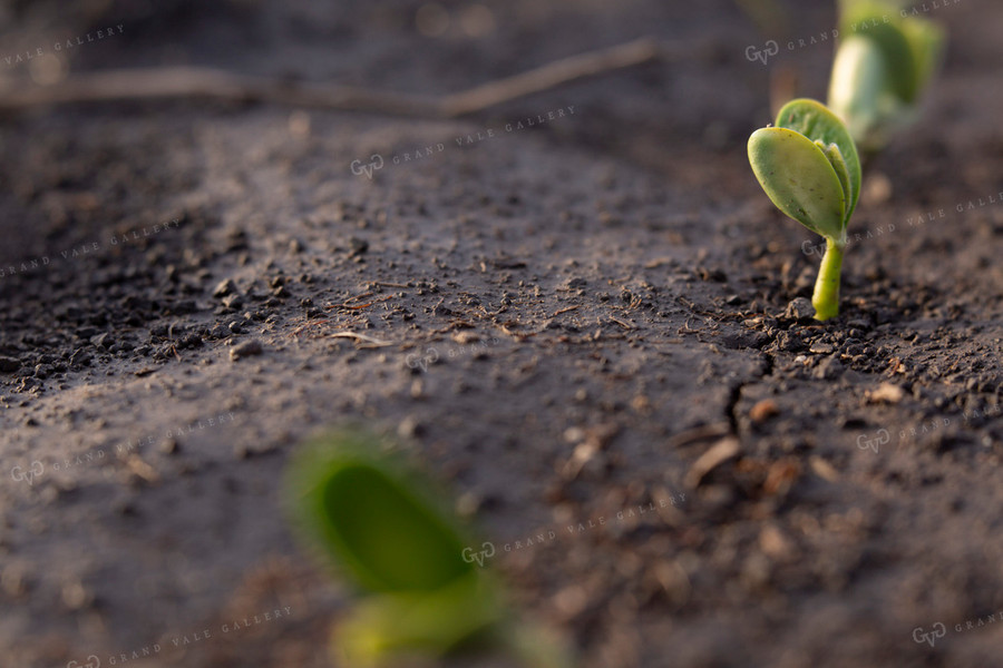 Soybeans - Early Growth 1410