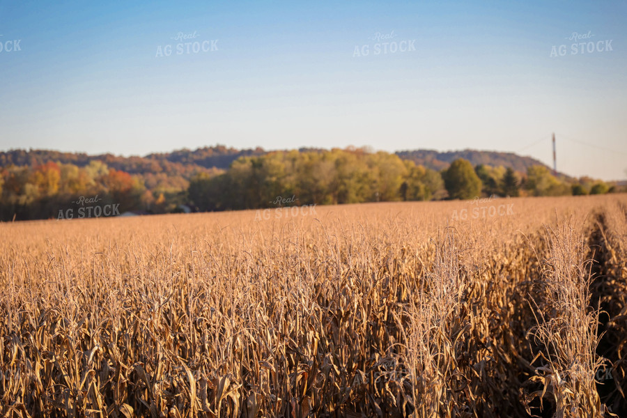 Dried Corn Field 52471