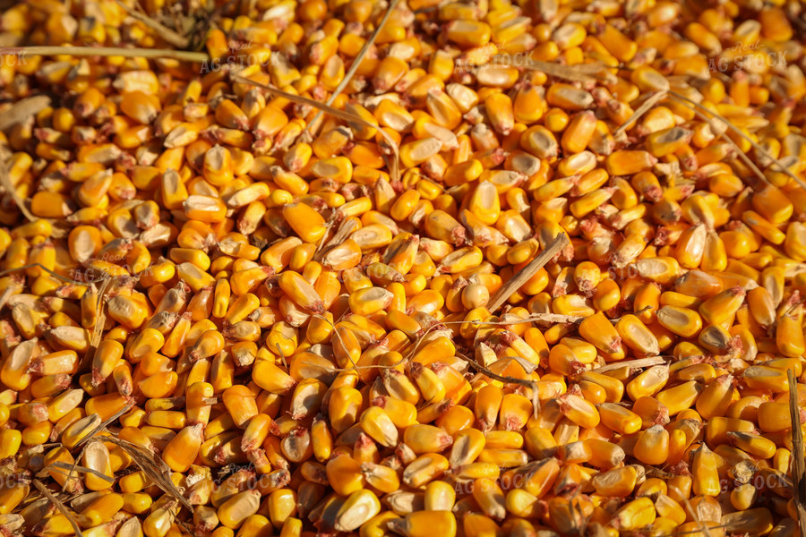 Shelled Corn Kernels Close Up 52478