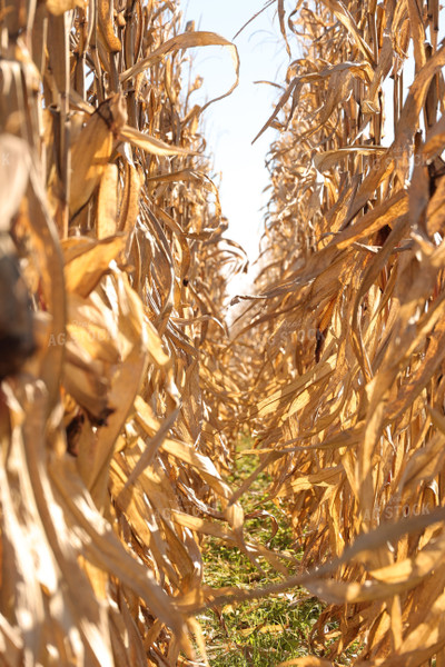 Dried Corn Field 52481