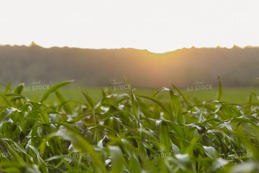 Corn Field at Sunset 52490