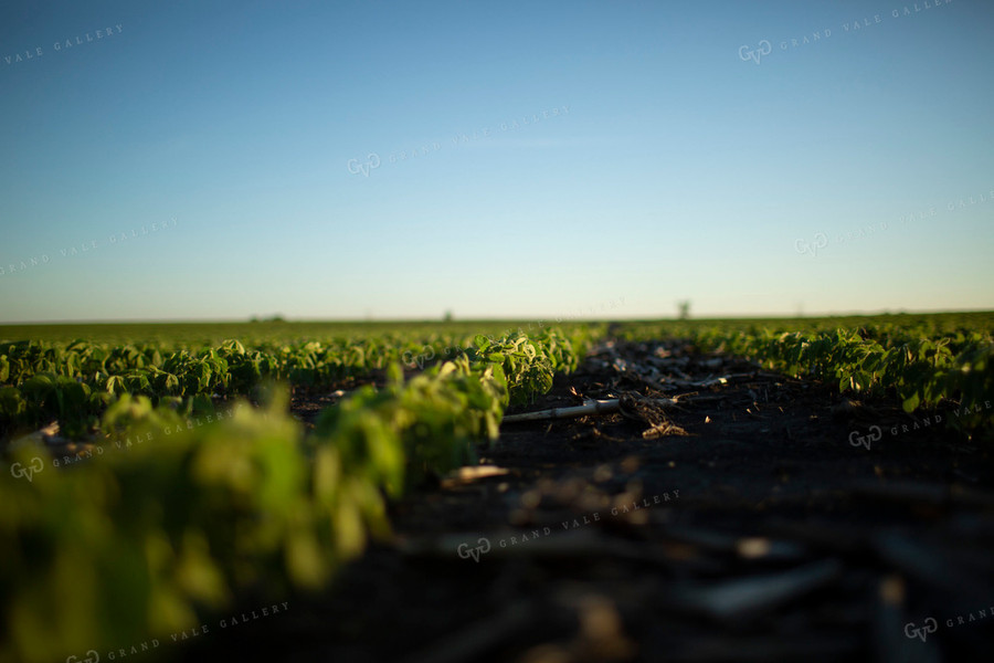 Soybeans - Early Growth 1416