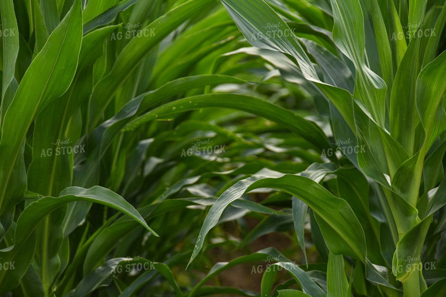 V14 Green Corn Leaves 84002