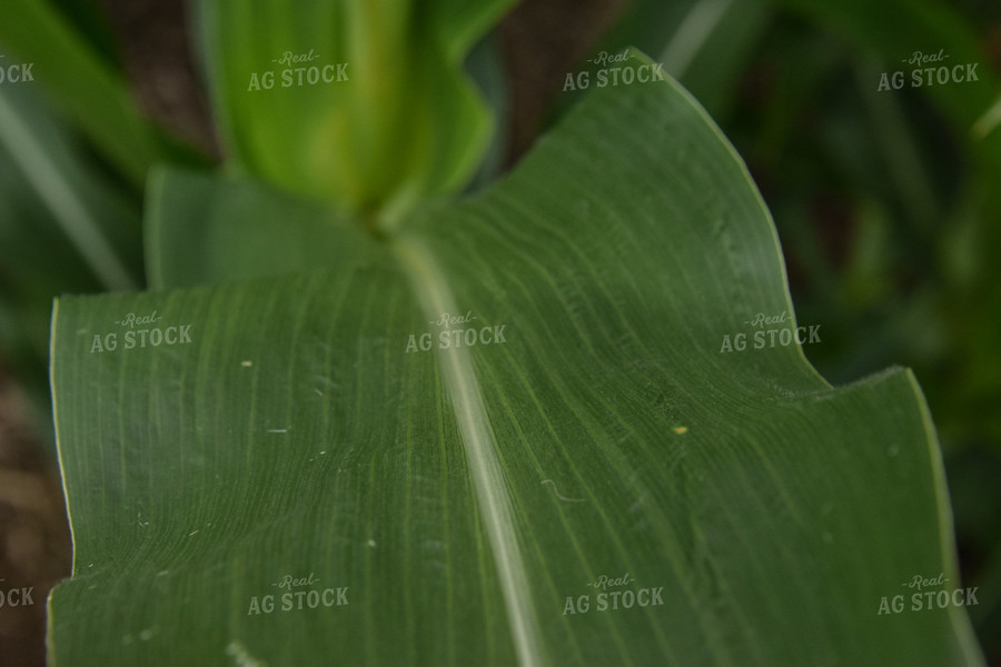 Close Up of Corn Leaf 84004