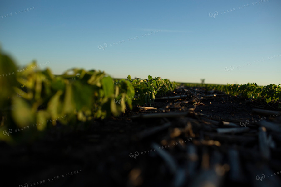 Soybeans - Early Growth 1417