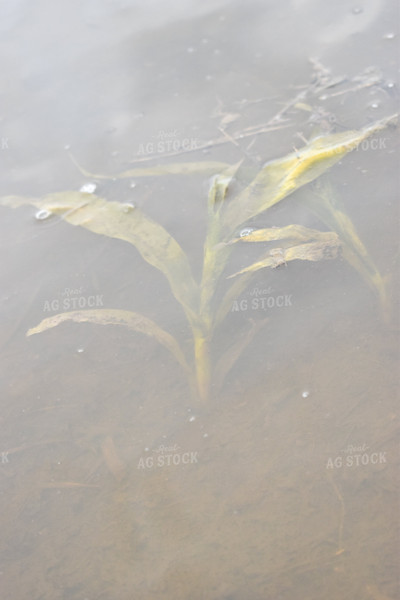 Corn Plant Under Water Flood 84009
