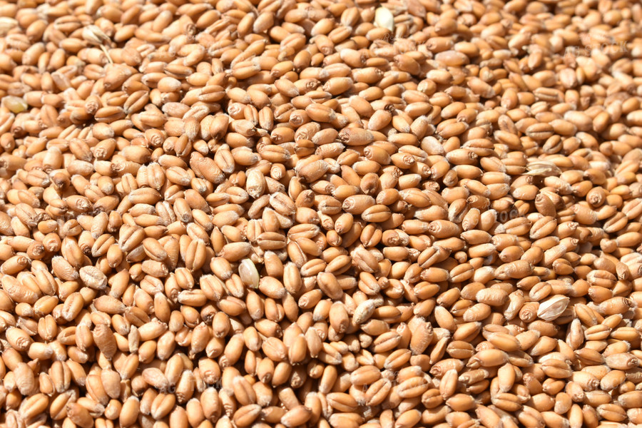 Wheat Kernels Close Up 84022