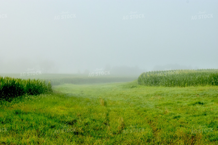 Foggy Corn Field 84027