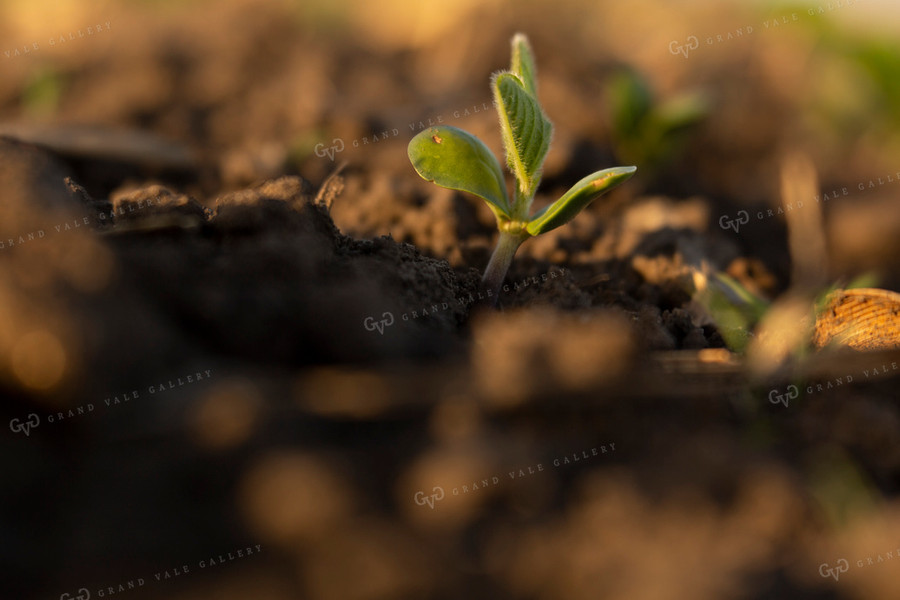 Soybeans - Early Growth 1421