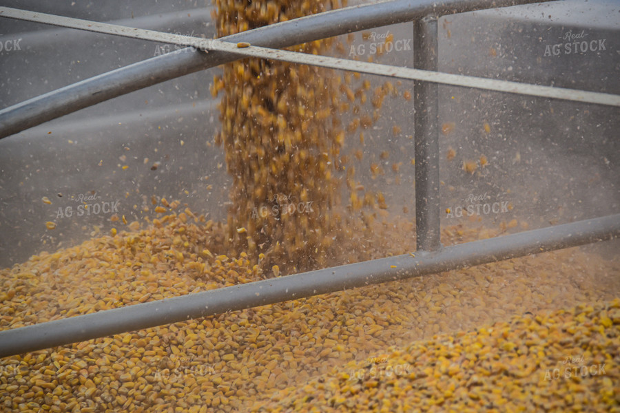 Corn Loaded into Semi Trailer 84053