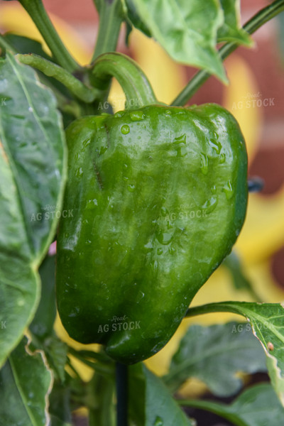 Green Bell Pepper on Plant 84061