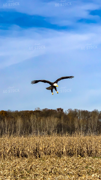 Bald Eagle Flying Over Corn Field 84072